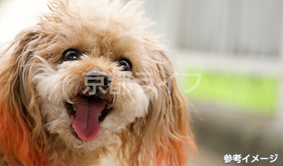 おすすめポイント4