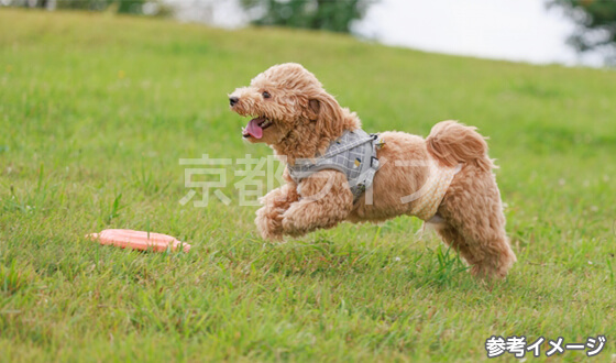 おすすめポイント4